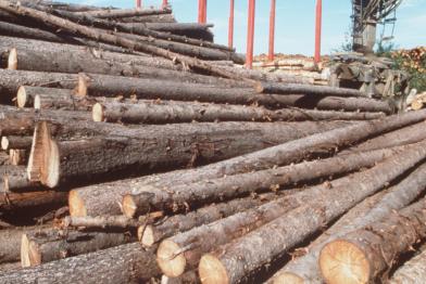 Gefällte Baumstämme in Russland