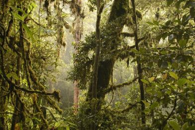 Regenwald in Papua-Neuguinea