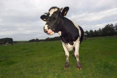 Kuh im Tierpark Arche Warder in Deutschland