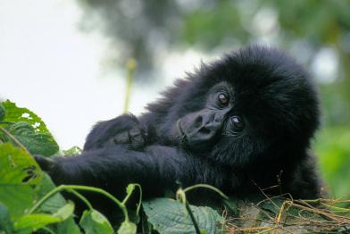 Berggorilla-Baby in einem Nationalpark im Kongo