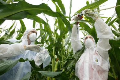 Sampling Genetically Engineered Maize in Germany