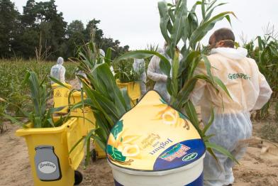 Action against Genetic Engineering in Germany