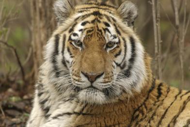 Siberian Tiger in Siberia