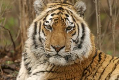 Siberian Tiger in Siberia