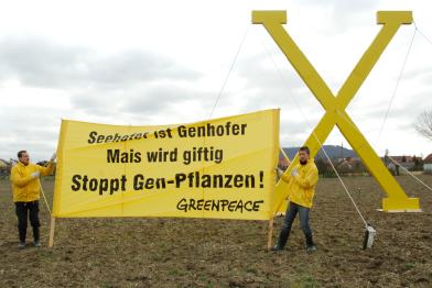 Einen Gen-Acker bei Froehstockheim markieren 15 Greenpeace-Aktivisten mit einem 6 Meter hohen und 5 Meter breiten gelben "X" aus Holz.