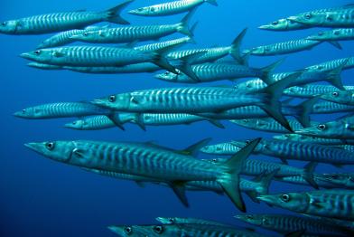 Rotes Meer - natürliche Schönheit