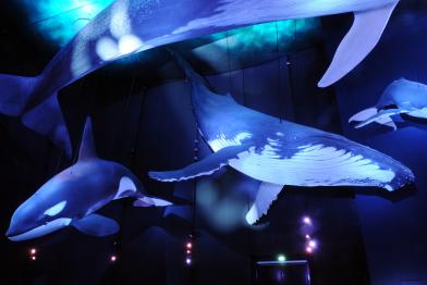Giants of the Sea Exhibition in Germany