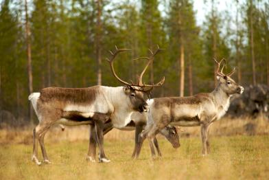 Rentiere im Peurakaira Urwald im Norden Finnlands