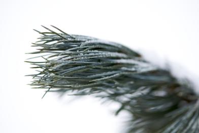 Pine Tree in Switzerland