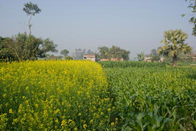 Landwirtschaftliche Flächen in Bihar