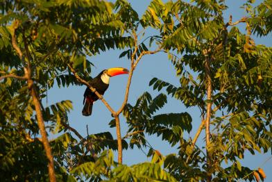 Toucan in Brazilian Rainforest