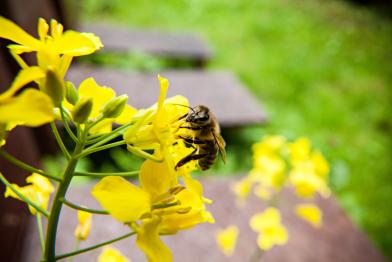 Bee on Rape Flower in Germany