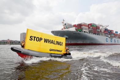 Greenpeace-Aktive protestieren auf einem Schlauchboot gegen den Walfang