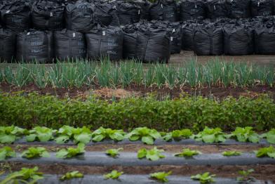 Dekontaminierte Erde bei einem Gemüsegarten in Tamura bei Fukushima