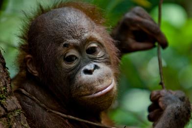 Orangutan Junges im Urwald