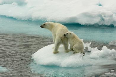 Polar Bears on Sea Ice