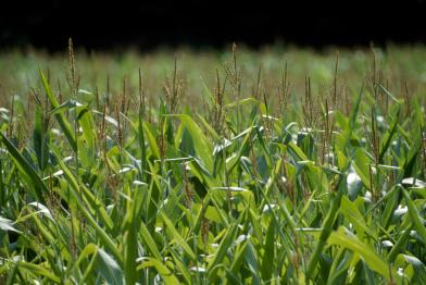 Maisfeld in Deutschland