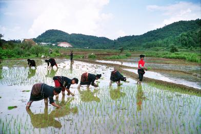 Arbeitende pflanzen Reis in Jinghong