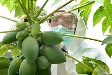 Greenpeace-Aktive helfen im Mai 2006 einem Farmer in der Provinz Rayong (200 Kilometer östlich von Bangkog/Thailand) gentechnisch verunreinigte Papaya sicherzustellen.