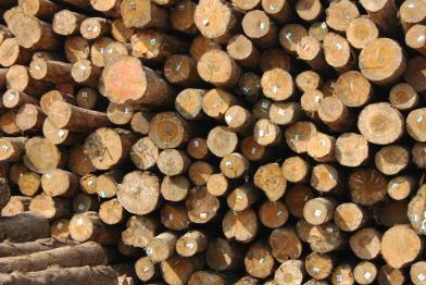 Holz aus Malaysia im Hafen von Shekou, China