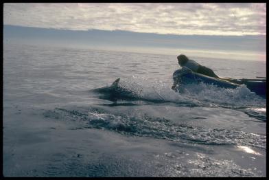 Dolphin in Front of Inflatable