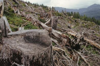 Kahlschlag im Tongass National Forest