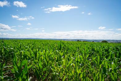 Maize Field in France