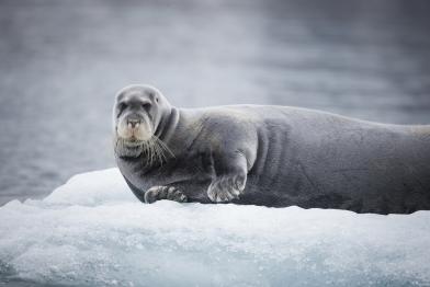 Bearded Seal in Svalbard
