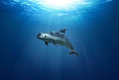 Ein Vaquita-Wal unter Wasser
