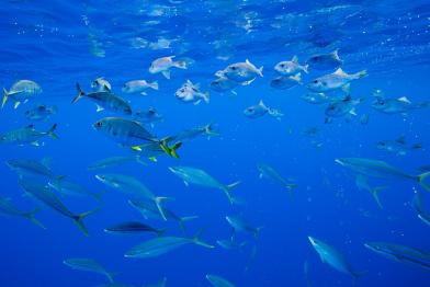 Meeresbewohner schwärmen um einen Fischsammler