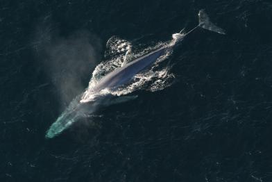 Blauwal an der Meeresoberfläche im Pazifik