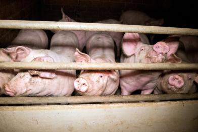 Pigs in Factory Farming in Germany