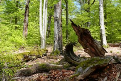 Beech Forests in the Spessart Mountains