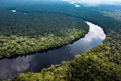 Monboyo River and Peatland Forest in DRC