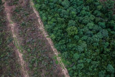 Zerstörte Wälder neben nicht zerstören Wäldern