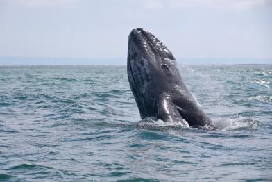 Grey Whale in Mexico