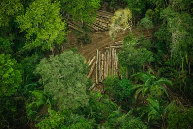 Entwaldung im Land der indigenen Karipuna, Brasilien