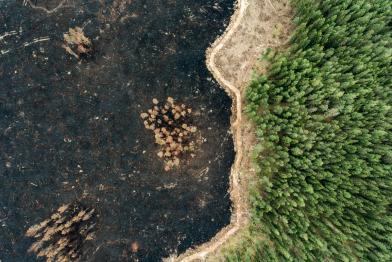 Waldzerstörung in Finnland aus der Luftperspektive