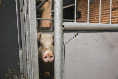 Schweine im Thünen-Institut in Westerau