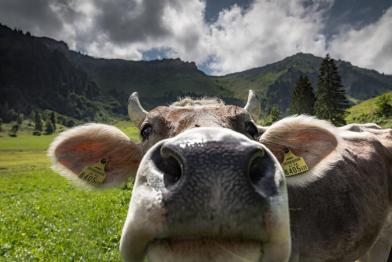 Kuh streckt Maul Richtung Kamera
