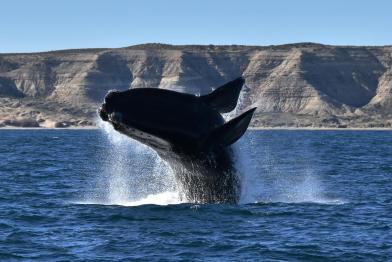 Southern Right Whale in Argentina