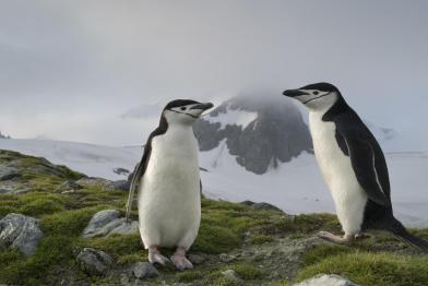 Zwei Zügelpinguine in der Antarktis