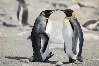 Königspinguine markieren ihr Revier an einem Nistplatz in der Antarktis