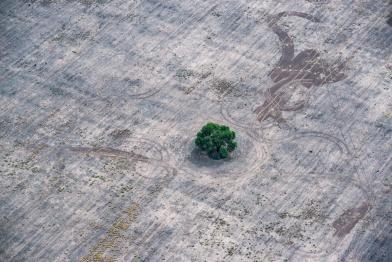 Deforestation for Farming and Agriculture in Chaco Province, Argentina