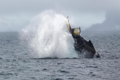 Humpback Whale in Antarctica