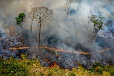 Überwachung von Entwaldung und Bränden im Amazonasgebiet