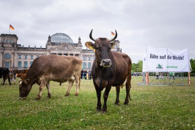 Kühe auf der Wiese vor dem Reichstags