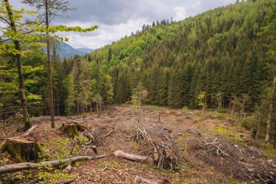 Logged Area in the Carpathian Forest in Ukraine