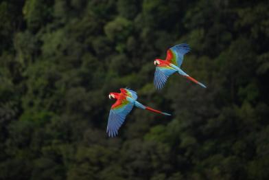 Macaws Flying over Valley in Serra do Aracá, Brazil