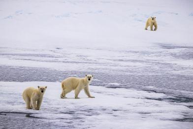 Eisbären in Grönland